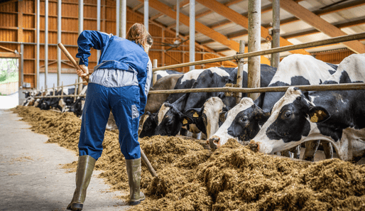 A female farmer in work attire spreads feed for dairy cows in a spacious, well-ventilated barn, showcasing hands-on livestock management in a modern farming setting.